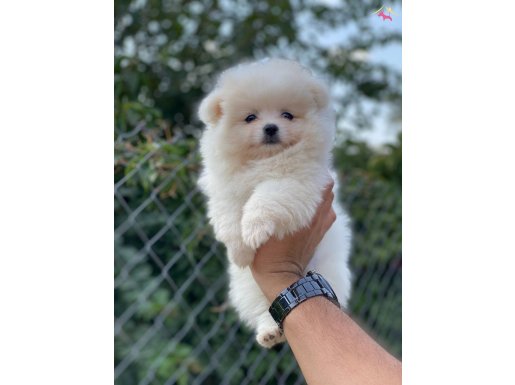 Çeşit çeşit pomeranian bebeklerimiz 