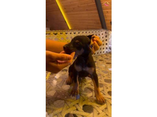 Sağlık ve ırk garantili doberman yavrularımız 