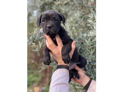 Sağlık ve ırk garantili dev cane corso yavrularımız 