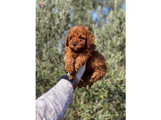 Sağlık ve ırk garantili toy poodle yavrularımız 