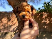 Sağlık ve ırk garantili toy poodle yavrularımız
