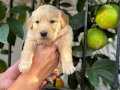 Bebek yüzlü Golden Retriever Bebeklerimiz Sizleri Bekliyor