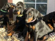 DOBERAN YAVRULARIM
