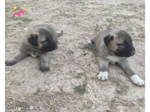 Kaliteyi anlatmaya gerek yok mal ortada