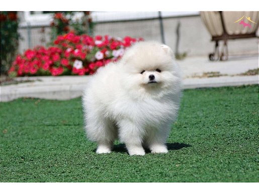 petmode Köpek Çiftliğinde ziyarete açık pomeranian yavrular