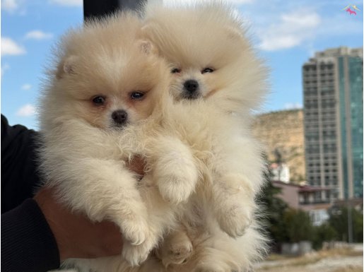 Petmode köpek çiftliğinden Pomeranian Yavrularımız