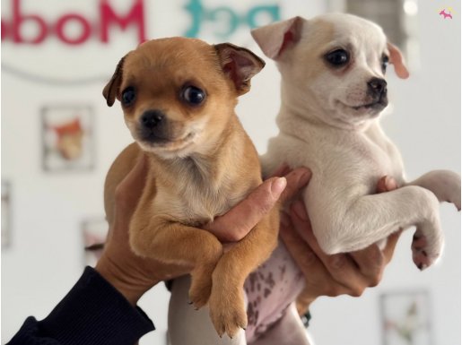 Petmode köpek çiftliğinden chihuahua yavrularımız