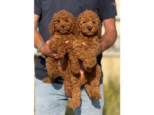 Show kalite redbrown kore toy poodle yavrularımız