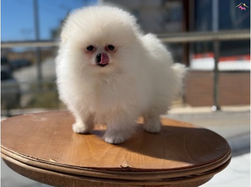 Petmode köpek çifrliğinde ziyarete açık pomeranian yavrular