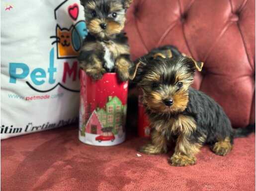 Petmode köpek çifrliğinde ziyarete açık tea cup yorkshire 