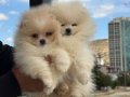 Petmode köpek çiftliğinden Pomeranian Yavrularımız