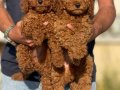 Show kalite redbrown kore toy poodle yavrularımız