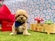 Kore Kan Maltipoo Mini ve Sevimli