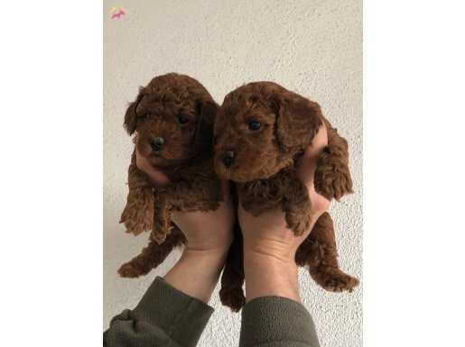 RED BROWN TOY POODLE YAVRULAR 