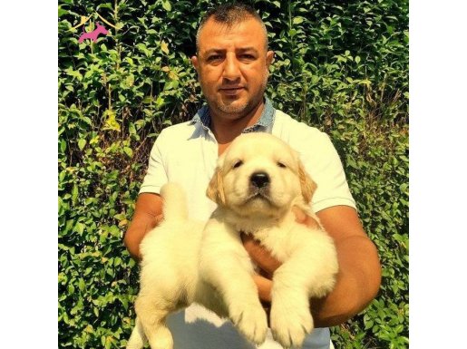 safkan orjinal golden retriever yavrularımız