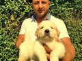 safkan orjinal golden retriever yavrularımız