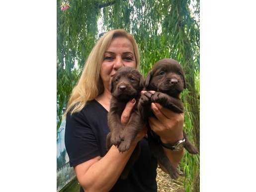 Muhteşem Chocolate Labrador Retriever Yavrularımız 