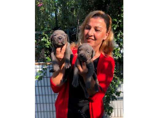 Muhteşem Blue Cane Corso Yavrularımız