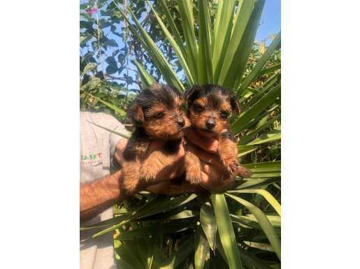 Sevimli Şirin Harika Yorkshire Terrier Yavrularımız 