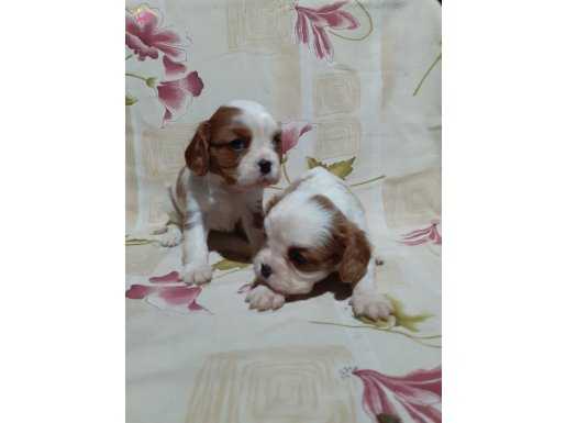 Irk garantili efsane Cavalier King Charles Yavrularımız 