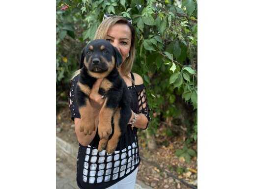 Efsane Koca kafa Rottweiler yavrularımız