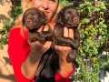 Mükemmel Chocolate Labrador Retriever Yavrularımız 