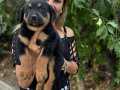 Efsane Koca kafa Rottweiler yavrularımız