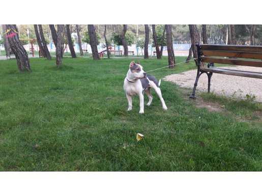 EBKC Secereli American Bully xl tri color