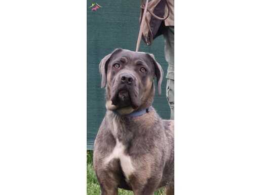 Profesyonel eğitimli cane corso dişi