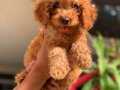 ANNE BABADAN ORGİNAL MALTIPOO YAVRUMUZ