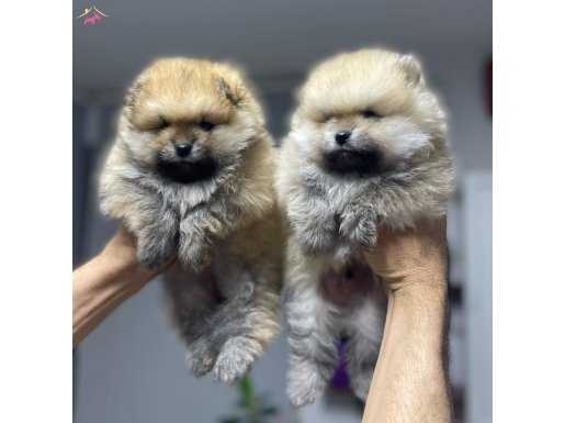 Pomeranian Boo Yavrularımız