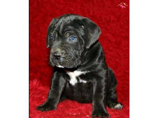 Show Kalite Cane Corso Yavruları Yağız Pet Club'ta