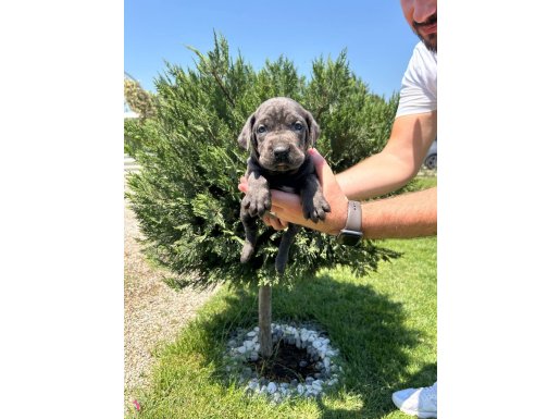 A CLASS BLUE VE SİYAH CANE CORSO YAVRULARIMIZ