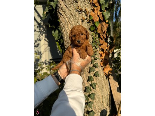 TEA CUP TOY POODLE BEBEKLERİMİZ