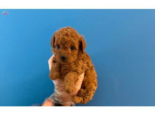 KORE TEA CUP RED BROWNE POODLE BEBEKLERİMİZ