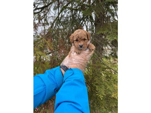 TOY POODLE BEBEKLERİMİZ