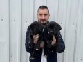 SHOW KALİTE CANE CORSO YAVRULARI