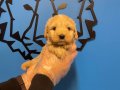 Bebek Yüz Maltipoo Yavrularımız