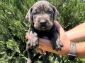 A CLASS BLUE VE SİYAH CANE CORSO YAVRULARIMIZ