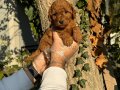 TEA CUP TOY POODLE BEBEKLERİMİZ