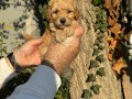 APRİCOT ÇOK ÖZEL TOY POODLE BEBEKLERİMİZ