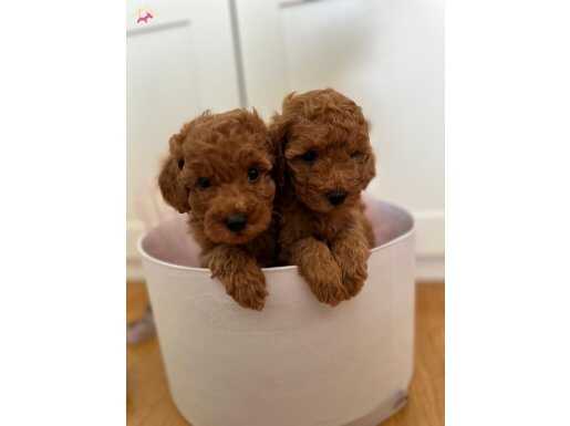 KOREAN TOY POODLE