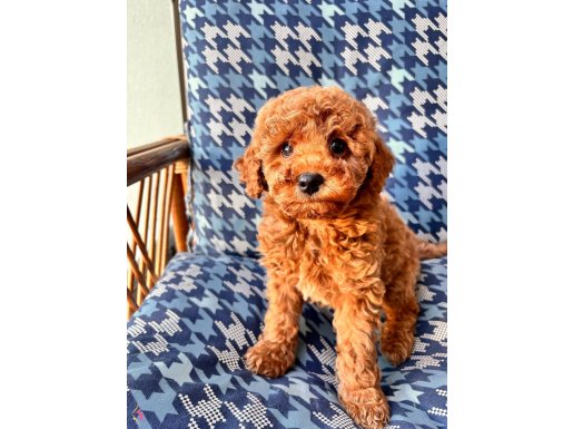 Gerçek  Toy Poodle