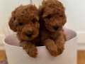 KOREAN TOY POODLE