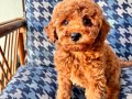 Gerçek  Toy Poodle