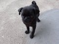 pug mops sıfır burun gül kuyruk son 1 yavru