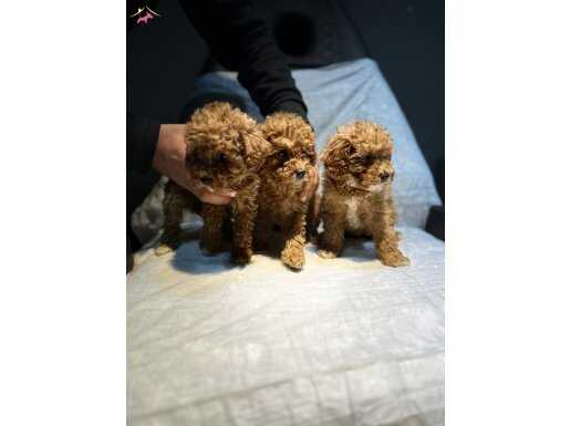 Toy poodle bebekler