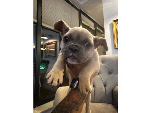 Orjinal blue fawn French bulldog yavrusu