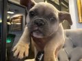 Orjinal blue fawn French bulldog yavrusu