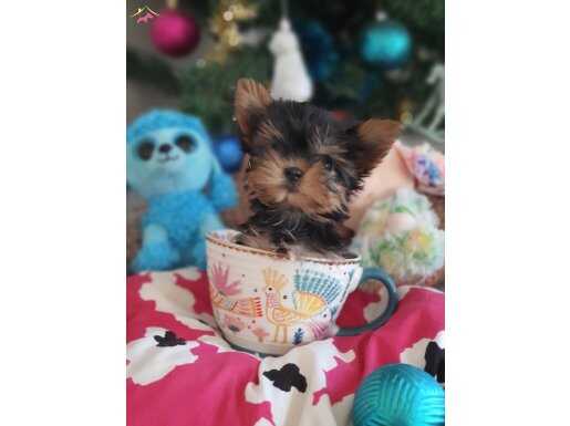 Teacup Yorkshire Prensesler